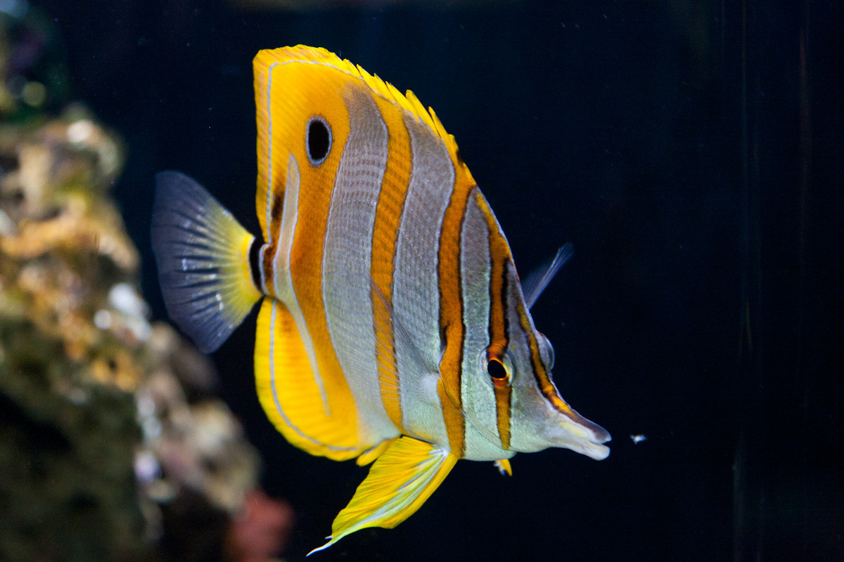 Info on the striped butterfly fish Marina sirtis face fuck